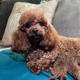 Kallene - Poodle