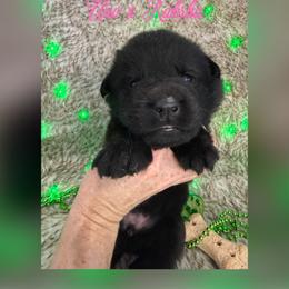 Pink collar - Black female German Shepherd puppy in Canterbury, Connecticut from Nachtwaechter German Shepherds, LLC