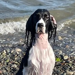 English Springer Spaniels from Tandem English Springer Spaniels