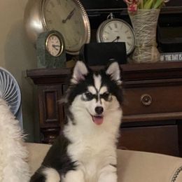 Rory - Black and white female Pomsky puppy in Leesburg, Virginia from Capital Pomsky