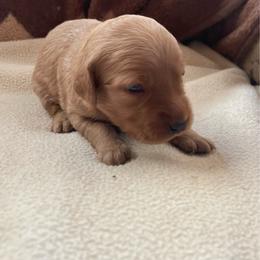 Hunter - Golden male Golden Retriever puppy in Wellington, Colorado from High Country Golden Retrievers
