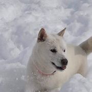 Hokkaido All Grown Up from Mijikai Kensha Kai Ken & Hokkaido