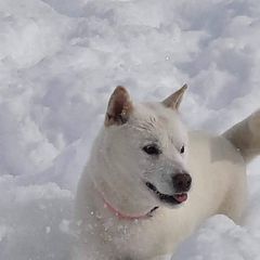 Hokkaido All Grown Up from Mijikai Kensha Kai Ken & Hokkaido