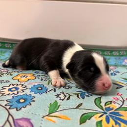 Boy 2 - Black tri-color male Australian Shepherd puppy in Martville, New York from Jasmin's Australian Shepherds