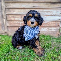 Broccoli - Tri-color male Bernedoodle puppy in Gilbert, Arizona from San Tan Doodles