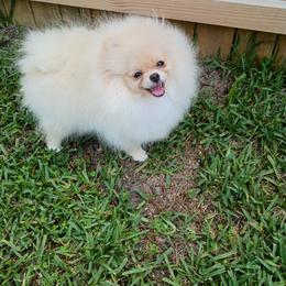 Pomeranian Puppies from Triple P Babies/Pampered Pom Pom babies