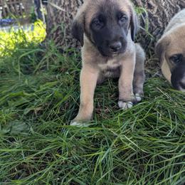 Girl 1- yellow - Fawn female Anatolian Shepherd Dog puppy in Cleveland, Minnesota from Schmahl Family Farms