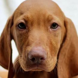 Little Man - Golden rust male Vizsla puppy in Bloomington, Indiana from Envizion