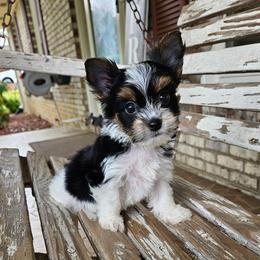 Princess Peaches - Parti female Yorkshire Terrier puppy in Cherryville, North Carolina from Alsop's Precious Paws