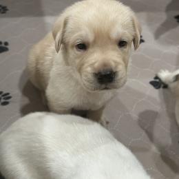 Labrador Retriever Puppies from Luvable AZ Labs
