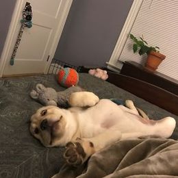 Labrador Retriever Puppies from Elsmere Labradors