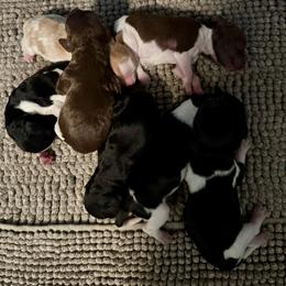 Black and white 2 - Black and white female French Brittany puppy in Oregon, Wisconsin from Swift Family Farm, LLC