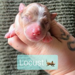 Locust - White and red merle male Border Collie puppy in Olive Hill, Kentucky from SaturnMoon MAS & BC