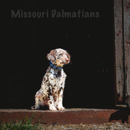 Dalmatian Puppies from Missouri Dalmatians