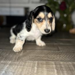 Dachshund Puppies from Rockin' M’s LilBitty Dachshunds (LBD)