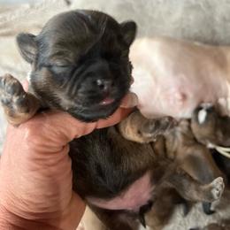 Pink band - Tan female Yorkshire Terrier puppy in White Pigeon, Michigan from Shorkie puppies