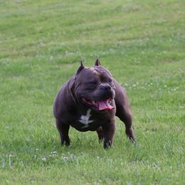 Enzo - American Bully
