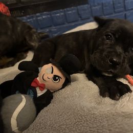 Cane Corso Puppies from Azelees House