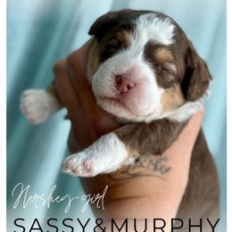 Hershey - Red tri-color female Aussiedoodle puppy in Cortez, Colorado from Sassy Pants Pups