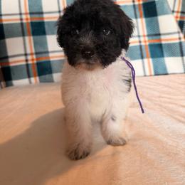 Wonder Woman - Black and white female Bernedoodle puppy in Luana, Iowa from Country View Bernedoodles and Goldendoodles