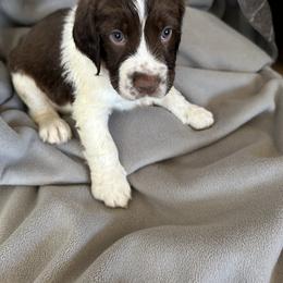 English Springer Spaniel Puppies from STORYSIDESPRINGERS