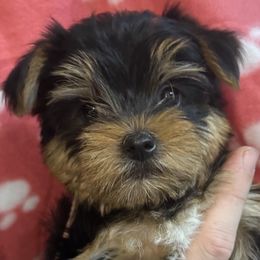Pink - Black and tan Yorkshire Terrier puppy in Highland, Arkansas from Gilmore Yorkies