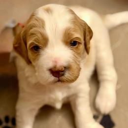 Ruby - Parti female Goldendoodle puppy in Great Falls, Montana from AnneLuna Goldendoodles