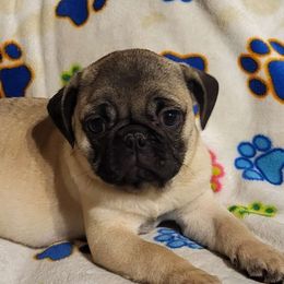 Girl 1 - Fawn Pug puppy in Heidelberg, Mississippi from Pugs of Blackfoot