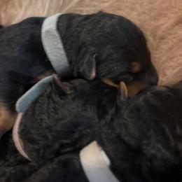 Blue - Black and tan male Airedale Terrier puppy in Huntersville, North Carolina from Cool Hand Luke Kennels