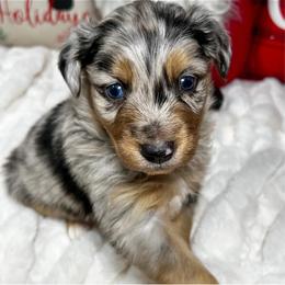 Toy Australian Shepherd Puppies from Kickapoo Creek Toy Aussies