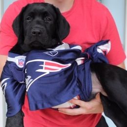 Labrador Retriever Puppies from Lorlyn Labradors