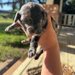 Cosmos - Blue merle male Aussiedoodle puppy in Columbia Falls, Montana from Firefly Aussies & Aussiedoodles