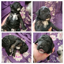 Cavapoo Puppies from Maggie's Cavapoo Puppies