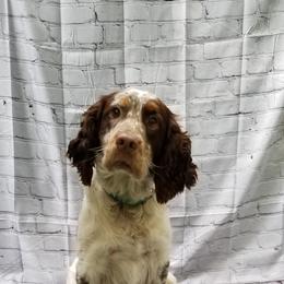 Walker - English Springer Spaniel