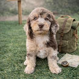 Jim Hopper - Chocolate merle male Bernedoodle puppy in Bennett, Colorado from Darling Paws, LLC