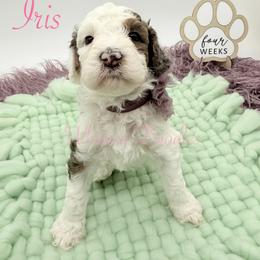 Iris - Blue merle female Bernedoodle puppy in Omaha, Nebraska from Whimsy Doodles