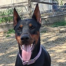 Amethyst - Doberman Pinscher