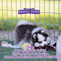 Dally - Black and white female Pomsky puppy in Humeston, Iowa from M.A.R. Dogs
