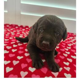 Light Purple Girl - Chocolate female Labrador Retriever puppy in Elk Grove, California from Labrador Trails