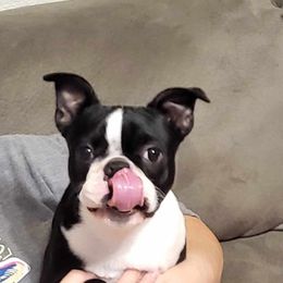 Boston Terrier Puppies from Furrhill's Boston Terriers