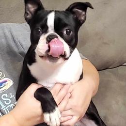 Boston Terrier Puppies from Furrhill's Boston Terriers
