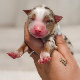 Cookie AKC - Red merle male Australian Shepherd puppy in Polk City, Florida from Skaky Shepherds