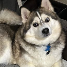 Jasmine - Pomsky
