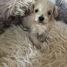 Lola - Apricot female Maltipoo puppy in Maricopa, Arizona from Pretty Poo