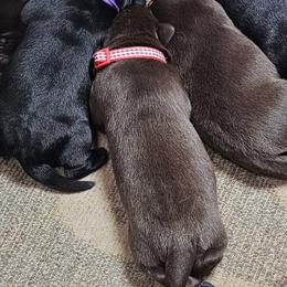 Red Collar - Chocolate male Labrador Retriever puppy in Boyd, Minnesota from Lindley Labradors