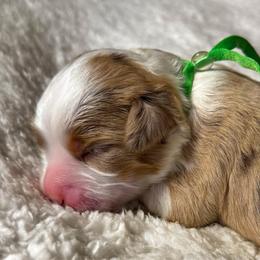 Astrid - Red merle female Miniature American Shepherd puppy in Tupalo, Mississippi from Butterfield Trail Farm
