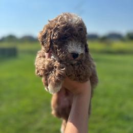 Apollo - Red  male Goldendoodle puppy in Noblesville, Indiana from R and H Doodles