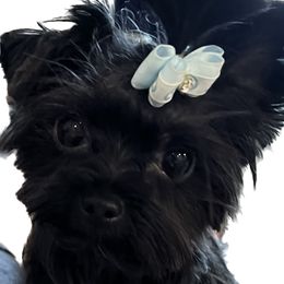 Piper - Yorkshire Terrier
