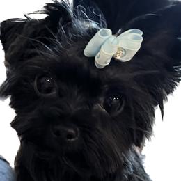 Piper - Yorkshire Terrier