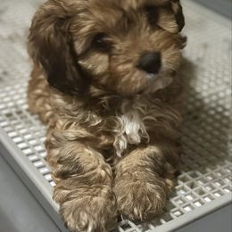 Sable girl with back white feet - Brown female Cavapoo puppy in Southside, West Virginia from Double Diamond Cavapoos